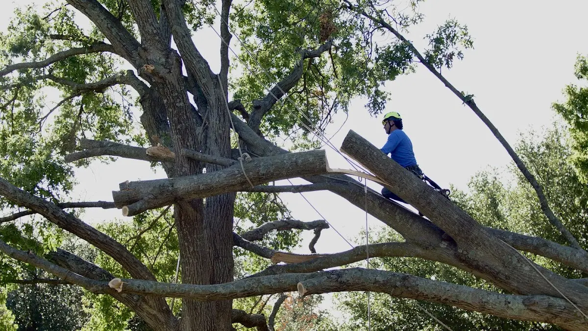 Professional Hazardous Tree Removal performed by certified arborists in Palmetto
