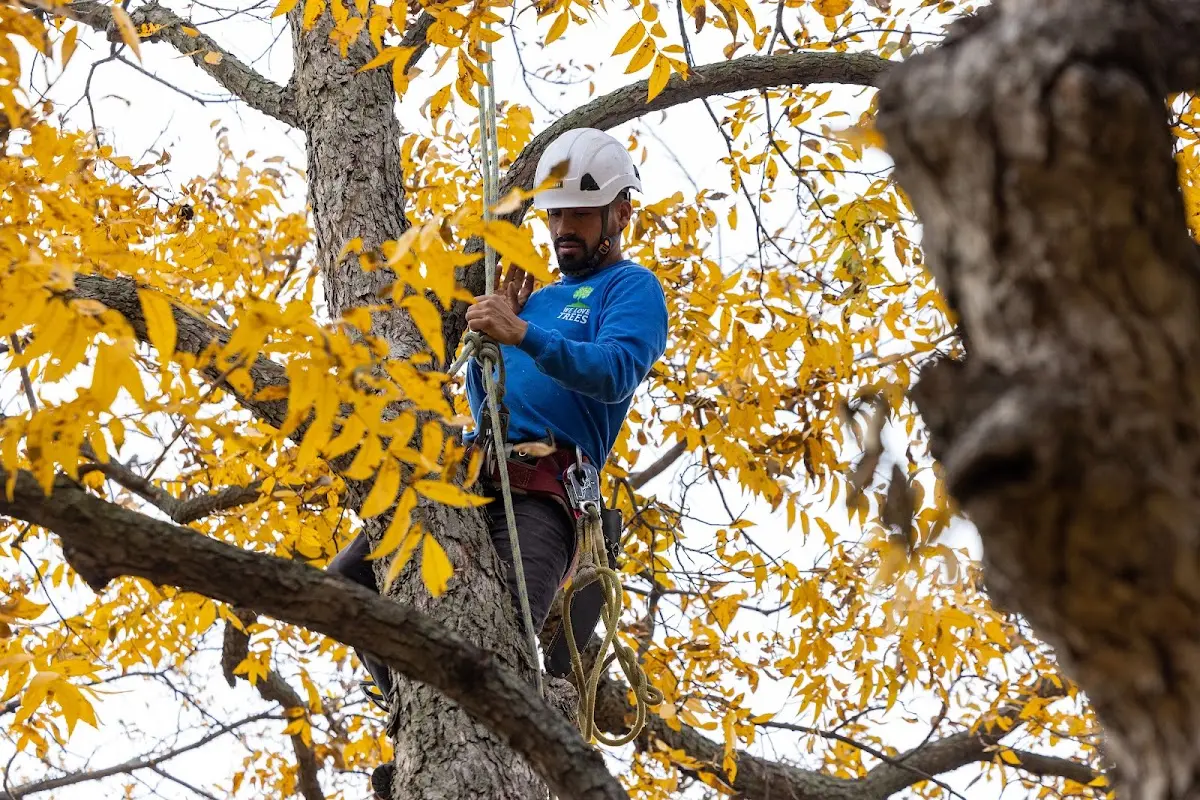Skilled Tree Planing crew working in Palmetto