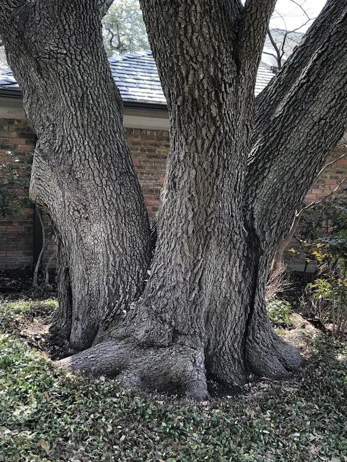 Mature heritage tree close to a Palmetto property cared for by certified arborists